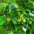 Happy Tree Seeds (30 Seeds) Camptotheca acuminata