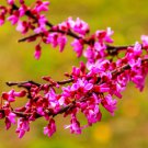 Red Bud Tree Seeds to Grow 30+ Seeds Exotic Flowering Tree for Yard or Bonsa
