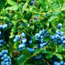 Blueberry Bush Seeds 250+ Seeds Northern Blueberry Vaccinium cor