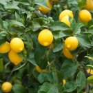 Dwarf Lemon Bonsai Tree Seeds 30+ Seeds
