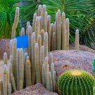 30 Silver Torch Cactus Seeds Cleistocactus strausii Cacti Seeds Ships from I