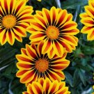 Gazania Flower Seeds 500+ Seeds to Grow Made in USA Ships from Iowa Great