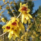 Wintersweet Tree Seeds 30 Seeds to Plant Chimonanthus praecox Ships from I