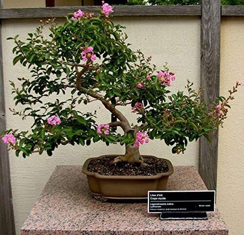 Crape Myrtle Bonsai Tree Seeds 50 Seeds Beautiful Flowering Tree Crape Myr