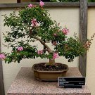 Crape Myrtle Bonsai Tree Seeds 50 Seeds Beautiful Flowering Tree Crape Myr