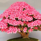 Flowering Bonsai Tree Seeds Judas Tree (Cercis siliquastrum) 20 Seeds Flow