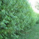 One 45 Foot Tall Hybrid Willow Tree Ready to Plant Live Plant Popular Pri