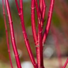 2 Red Dogwood Cuttings to Plant No Roots Easy to Grow Vibrant Red Bark