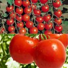 320+ Cherry Tomato Seeds for Planting1