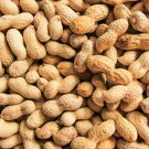 20 Peanut Seeds in The Shell Grow Your Own Peanuts Outdoor Home