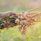 10 Peanut Seeds in The Shell Grow Your Own Peanuts Outdoor Home