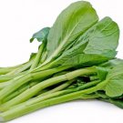 100+ Yu Choy Sum Seeds Jung Green Vegetable Seeds Outdoor Home
