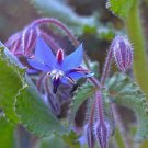 100+ Borage Seeds Star Flower Open Pollinated NonGMO Wildflower Seeds Bor