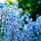 200 Borage Seeds Star Flower Open Pollinated NonGMO Wildflower Seeds