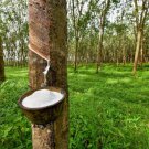 Hardy Rubber Tree Seeds 20 Seeds Eucommia ulmoides
