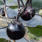 50 Kamo Eggplant Seeds Round Black Eggplant is Ornamental and Hea