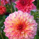 100+ Rare Mix Dahlia Flower Seeds Easy to Grow Made in USA Ships from Iowa.
