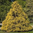 25 Weeping Cypress Pine Seeds (RFS) Hesperocyparis Funebris NonGMO Seeds