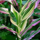Candy Striped Corn Seeds 20 Seeds (RFS) Pink Zebra Corn Prized for Popcorn