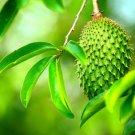 Soursop Fruit Tree Seeds 6 Seeds Annona muricata Great for Bo