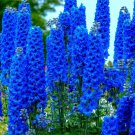 Blue Delphinium Flower Seeds 100+ Seeds Grow Stately Delphinium Wildflowers