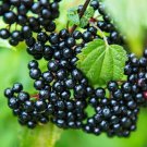 Anita's Best Black Bearing Elderberry Cutting to Grow Grow One Anita's Best El
