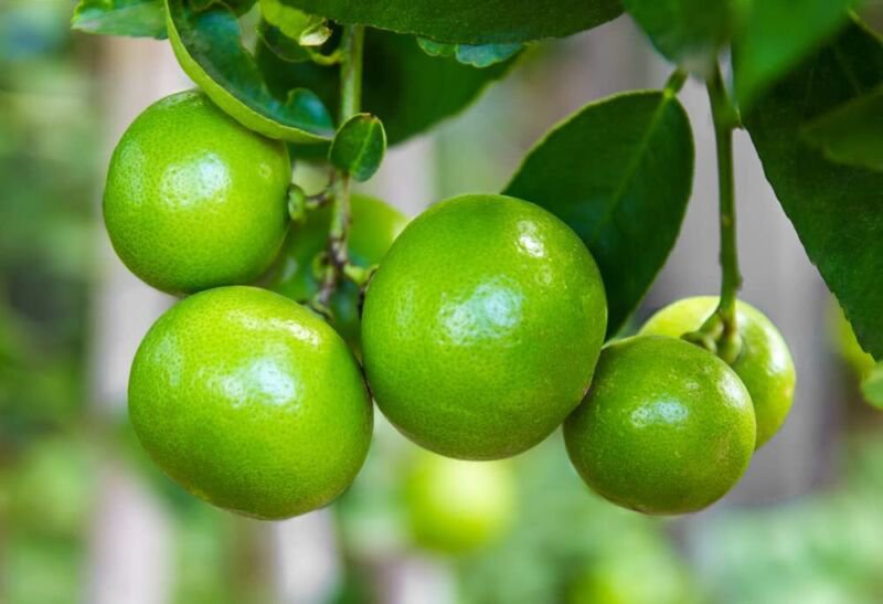 Lia's Lime Tree Seeds Fast Growing Key Lime Tree Seeds 20+ Fresh Seeds