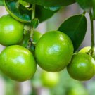 Lia's Lime Tree Seeds Fast Growing Key Lime Tree Seeds 20+ Fresh Seeds