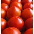 Emma's Early Girl Tomato Seeds 30+ Seeds Harvest in 60 Days. Made in USA St