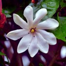 25 Cape Jasmine Flower Seeds Small Flowering Bush