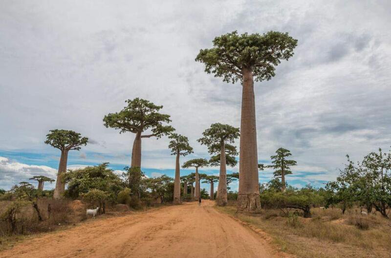 Capricata Baobab Tree Seeds Grow Your Own Rare Tropical Adansonia Digitata cpict