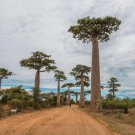 Capricata Baobab Tree Seeds Grow Your Own Rare Tropical Adansonia Digitata cpict