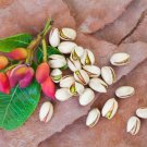 10 Pistachio Nut Tree Seeds Pistacia Vera