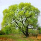 10 Black Willow Tree Cuttings Beautiful Shade and Privacy Tree Grow 10 Black