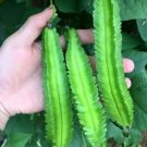 20 Pcs NonGMO Winged Bean Seeds Psophocarpus Tetragonolobus Natural Green Seeds
