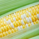 Peaches and Cream Sweet Corn Seeds 30 Seeds