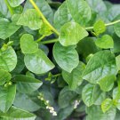 100+ Malabar Spinach Seeds Ceylon Spinach Rau Mong TOI Green Stem