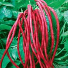 Asian Red Long Bean Seeds (30 Seeds) Red Cowpea Delicious and Hu