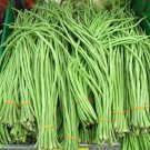 Asian Long Bean Seeds (30 Seeds) Fast Growing Variety Sweet Tende