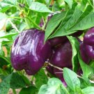 Purple Beauty Pepper Seeds to Plant 100+ Seeds Versatile Pepper for Eating a