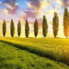 5 Lombardy Poplar Trees Rare and Unique Privacy Tree Very Fast Growing