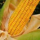 Yellow Dent Corn Seeds 100 Seeds to Grow Made in USA