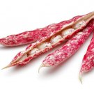 Pinto Bean Seeds 50 Seeds Easy to Grow Very Healthy