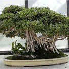 Banyan Bonsai Tree Seeds 30 Seeds of Ficus benghalensis