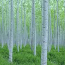 White Poplar Seeds 30 SeedsStunning White Leaf Tree Fast Growing