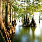 Swamp Cypress Seeds 10 Seeds Taxodium distichum VAR. imbricariu
