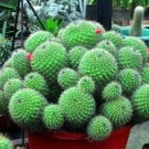 Golden Barrel Cactus Bonsai Seeds 30 Seeds Echinocactus grusonii Ships from