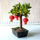 Dwarf Pomegranate Bonsai Seeds 30 Seeds to Grow Highly Prized Edible Fruit B