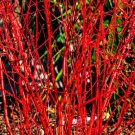 Red Dogwood Seeds 30 Seeds Cornus sericea