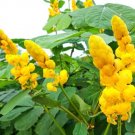 Emperors Candlesticks Wildflower Seeds 30 Seeds of Senna alata Ships from Io